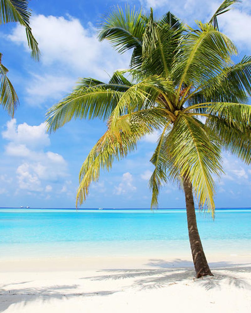 palm-trees-on-the-tropical-beach-of-skynesher